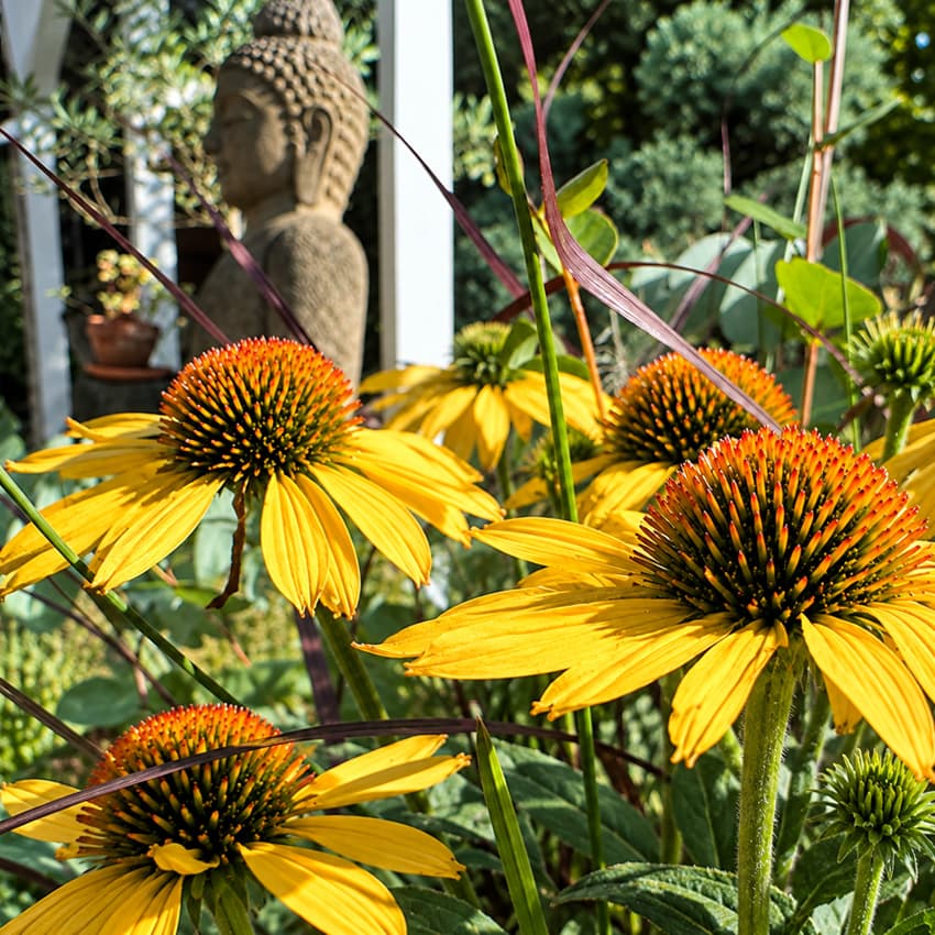Blühende Echinacea im Garten – Symbol für Naturheilkunde und ganzheitliche Gesundheit