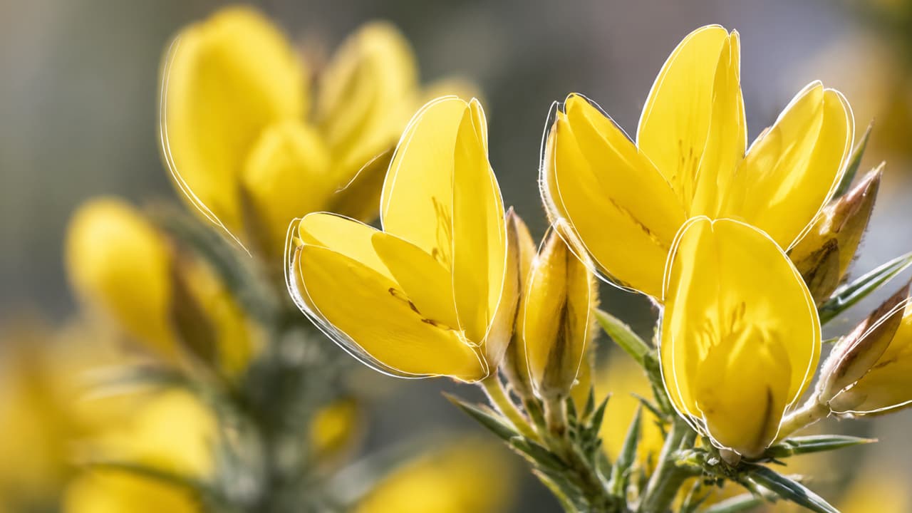 Bach-Blüten – natürliche Essenzen für emotionale Balance