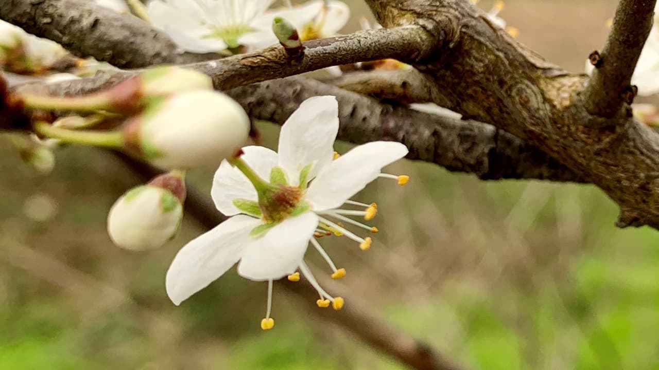 Bach-Blüten Therapie