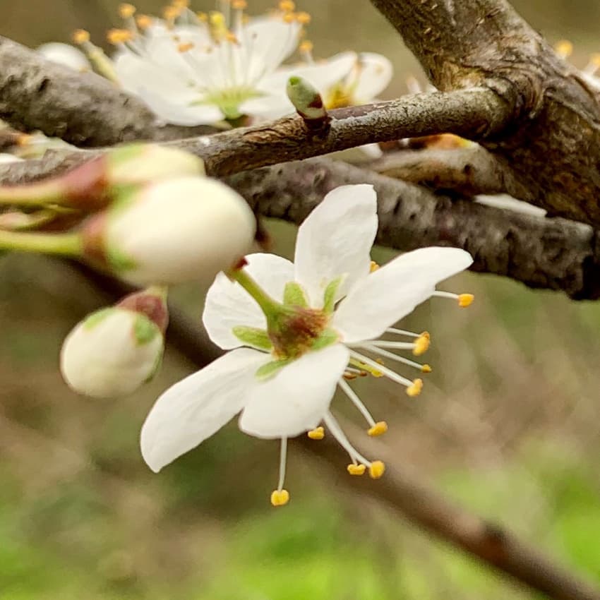 Bach-Blüten Therapie