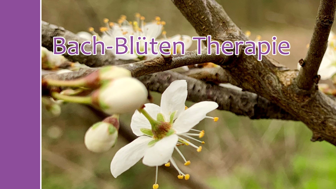 Bach-Blüten Therapie